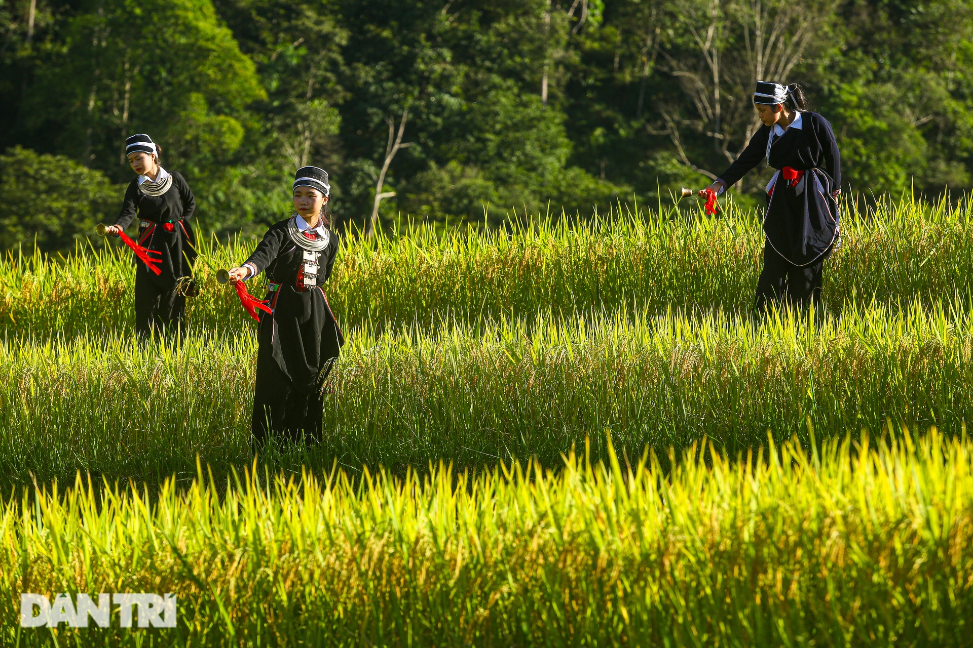 Ngắm mùa vàng bình yên ở Hoàng Su Phì, không lo tắc đường, chen chúc - 4 Ngắm mùa vàng bình yên ở Hoàng Su Phì, không lo tắc đường, chen chúc - 4