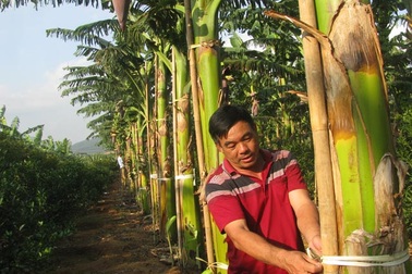 Trồng chuối: Nơi chặt bỏ vì ế, nơi thu tiền tỷ