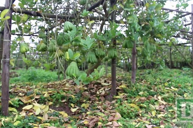 Làng phật thủ mất mùa, lá héo phủ vàng mặt đất