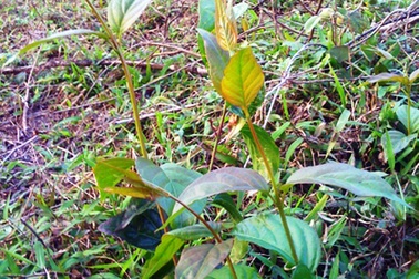 Lấy chồng được 4 ngày, thấy không hợp nên ăn lá ngón tự vẫn