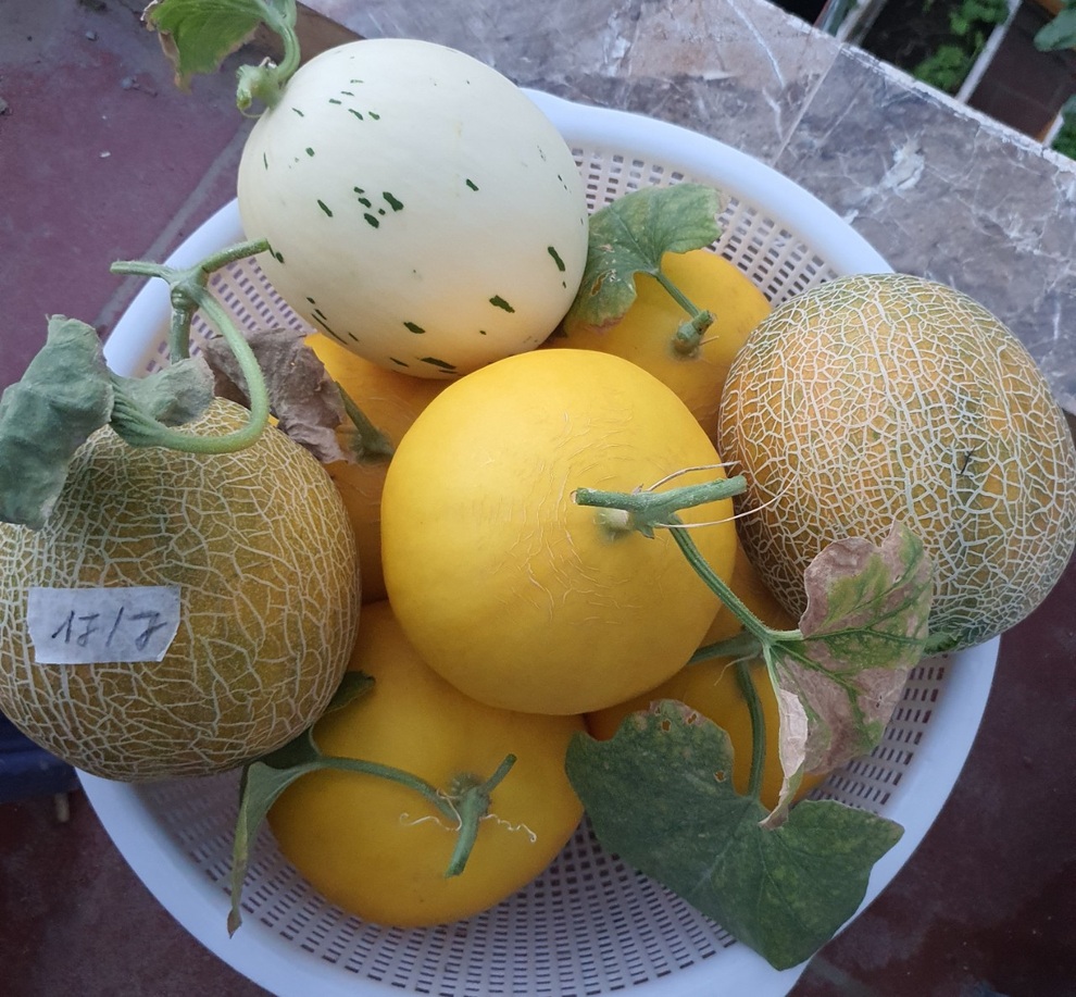 Mẹ đảm mát tay làm vườn sân thượng đủ các loại rau, dưa ở Hà Nội - 12 Mẹ đảm mát tay làm vườn sân thượng đủ các loại rau, dưa ở Hà Nội - 12