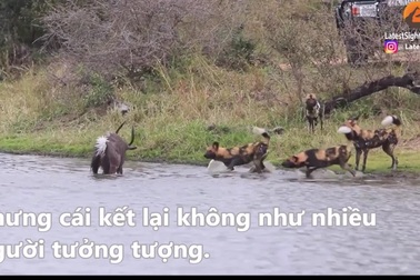 Linh dương chiến đấu ngoan cường chống lại chó hoang, hà mã và cái kết