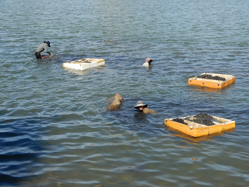 Săn thức ăn cho tôm hùm giữa ngày nóng nực, kiếm hơn nửa triệu đồng/ngày - 1