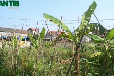 Tòa án huyện Hoài Đức bị “tố” làm sai quy định pháp luật