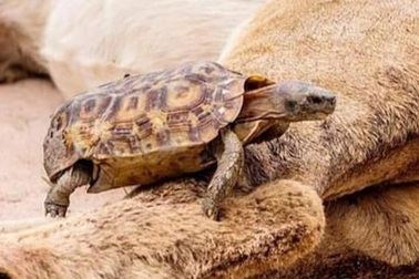 Rùa liều lĩnh bò ngang qua chân sư tử