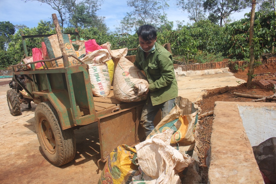 Gia Lai: Nông dân tất bật vào vụ thu hoạch cà phê - 12 Gia Lai: Nông dân tất bật vào vụ thu hoạch cà phê - 12