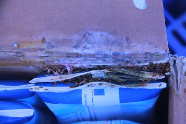 Đề nghị kiểm tra chất lượng của toàn bộ thùng sữa bị phát hiện có giòi