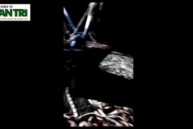 Ngư dân Quảng Trị trúng đậm cá bè