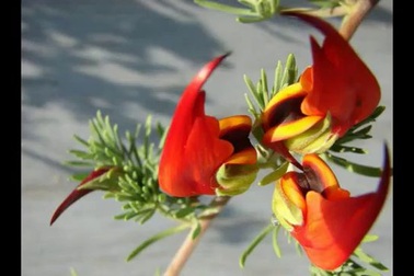 Những loài hoa đẹp và hiếm có nhất thế giới