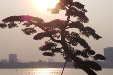 Vườn tùng trăm tuổi giá hàng chục tỷ giữa Hà Nội