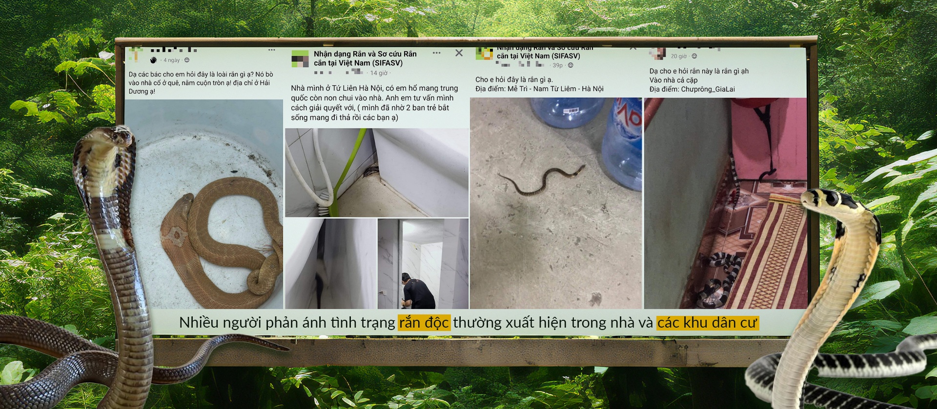 Chạm mặt rắn độc - nỗi lo mùa mưa - 7 Chạm mặt rắn độc - nỗi lo mùa mưa - 7