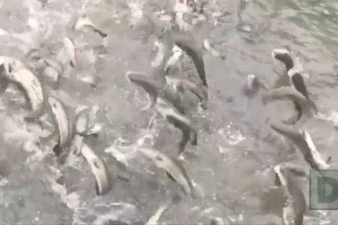 Hàng vạn con cá lóc "bay"