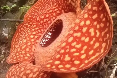 Hoa xác thối lớn nhất thế giới bung nở