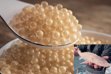 Trứng cá tầm bạch tạng có gì đặc biệt mà lên đến 2,2 tỷ đồng/kg?