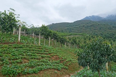 Nông trại hữa cơ Hoa Viên: Trồng rau hữu cơ, thực phẩm sạch theo mô hình khép kín