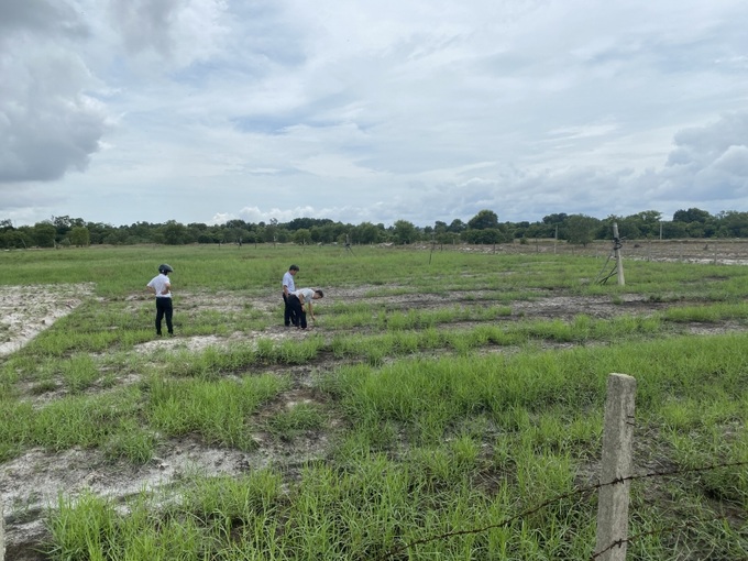 Dự án “Trồng cỏ có hệ thống nước tưới” tại vùng Trầm Bàng do UBND xã Điền Hương khai hoang, phân cho người dân thực hiện