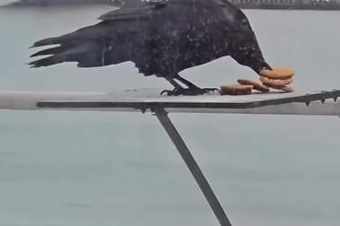 Quạ cho thấy sự thông minh đáng kinh ngạc