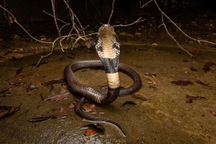 Đầu năm tỵ tản mạn chuyện rắn