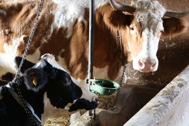 Động vật có "giác quan thứ sáu" có thể dự đoán động đất?