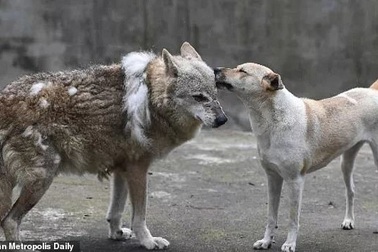 Vườn thú bị nghi lừa dối du khách khi nuôi chó nhà nhưng ghi biển... chuồng chó sói