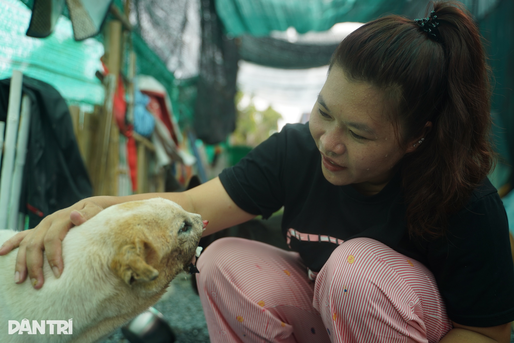 Bước ngoặt lớn đến vào ngày 7/3/2024, khi chị Ngân nhận tin về một chú chó bị đánh gãy cả hai hàm ở Côn Đảo, đang nguy kịch. Không chút chần chừ, chị và chồng lập tức bắt chuyến tàu duy nhất trong ngày, vượt gần 200km ra đảo. "Lúc gặp Đảo lần đầu, nó yếu tới mức không thể nhai, hàm đã sưng vù, lưỡi đã thè ra ngoài, nhìn mà tim tôi như ai bóp nghẹt. Khi bế nó lên, tôi biết, đã đến lúc mình phải làm gì đó lâu dài, bền vững hơn", chị kể. Chú chó được đặt tên là Côn Đảo, đánh dấu khởi đầu cho một hành trình không quay đầu.