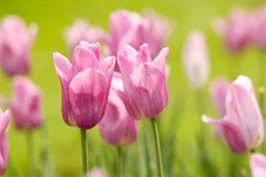 Học kinh tế tại đất nước hoa Tulip