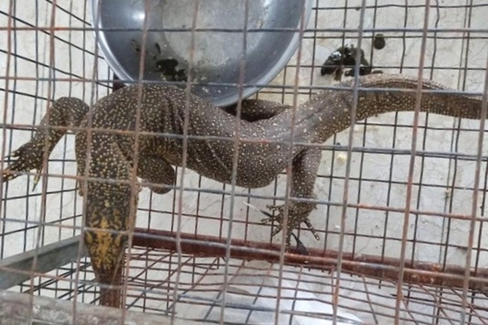 Một phụ bếp bị phạt 270 triệu đồng do tàng trữ kỳ đà vân - 1 Một phụ bếp bị phạt 270 triệu đồng do tàng trữ kỳ đà vân - 1