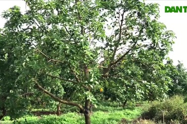 Cận cảnh vườn trái cây giúp chị Sen thu hàng trăm triệu mỗi năm