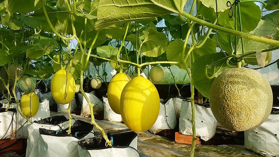 Vườn dưa lưới toàn trái khủng của nữ nhân viên văn phòng ở Kiên Giang - 4