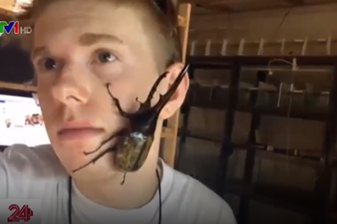 Kiếm bộn tiền từ việc sưu tầm côn trùng