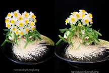 Loài hoa chơi Tết kỳ công của người Hà Nội xưa được giới trẻ săn lùng