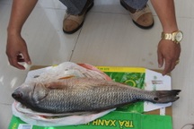 Người dân đổ xô đi xem cá lạ giống cá sủ vàng quý hiếm