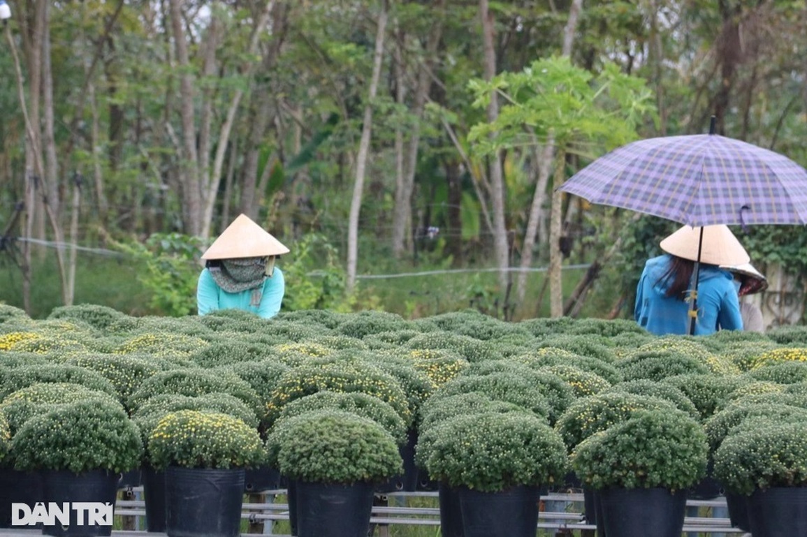 Lo dịch làm mất Tết, nông dân trồng hoa giảm diện tích và bán hoa sớm - 3 Lo dịch làm mất Tết, nông dân trồng hoa giảm diện tích và bán hoa sớm - 3