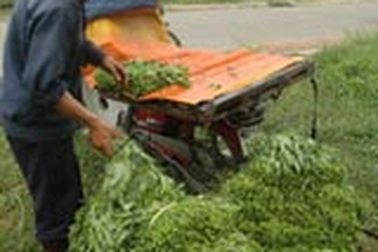 "Công nghệ” trồng rau siêu tốc