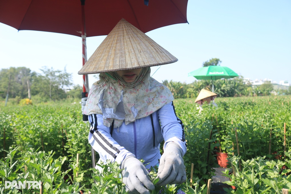 Liên tục mưa trái mùa, chủ vườn lo trắng tay khi trồng hoa Tết - 1