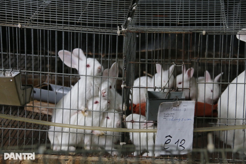 Mách nhau thoát nghèo nhờ nuôi thú cưng của chị Hằng - 2 Mách nhau thoát nghèo nhờ nuôi thú cưng của chị Hằng - 2