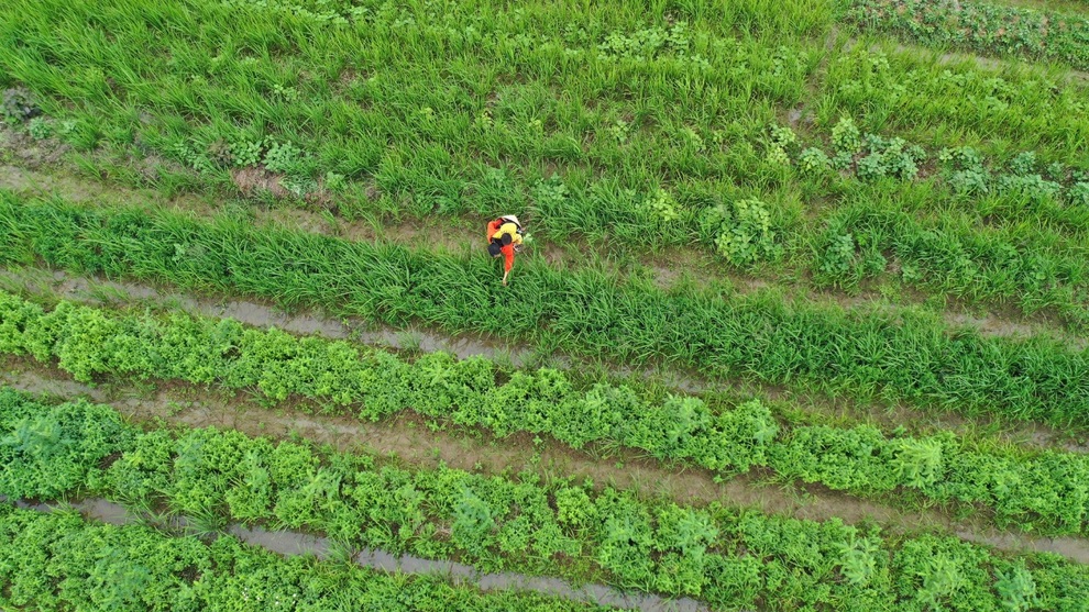 Từ cọng bạc hà dập nát, cô gái Thái Bình thuê đất trồng dược liệu làm giàu - 1 Từ cọng bạc hà dập nát, cô gái Thái Bình thuê đất trồng dược liệu làm giàu - 1