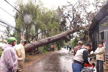 Cây xanh gãy đổ ngổn ngang do mưa bão