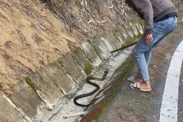 Nhóm người vây bắt rắn hổ chúa tại Đà Lạt: Hành động liều lĩnh chết người