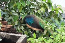 TP.HCM: Chim công quý bất ngờ đậu kiếm ăn trên mái nhà dân