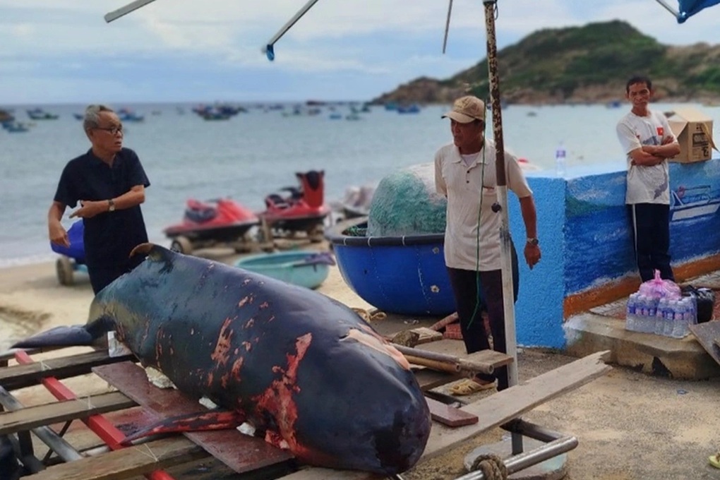 Xác cá voi với nhiều vết thương trôi dạt vào bờ biển Bình Định - 1 Xác cá voi với nhiều vết thương trôi dạt vào bờ biển Bình Định - 1