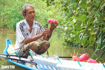 Lão nông sống khỏe nhờ mô hình sáng tạo "thanh long ôm mắm"