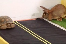 Dù sao rùa vẫn chạy nhanh hơn thỏ!