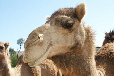 Nhộn nhịp kinh doanh nước tiểu lạc đà ở Yemen