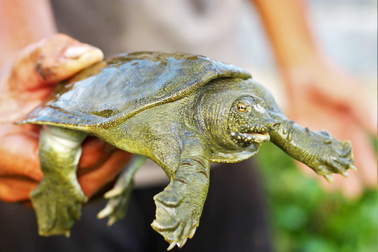 Nuôi con trên bờ kết hợp con dưới nước, lão nông thu lãi cao