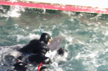 Cảm động khoảnh khắc cá heo mẹ chiến đấu để cứu con khỏi tay thợ săn