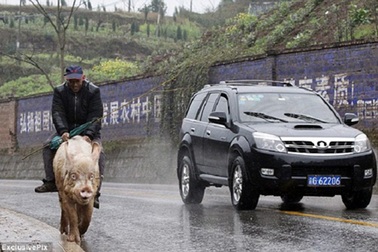 Lão nông Trung Quốc cưỡi... lợn đi siêu thị 