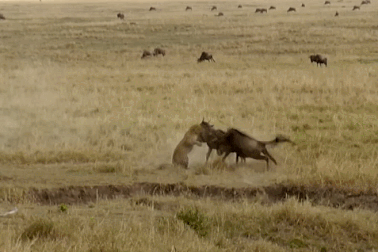 Báo hoa mai lãnh trọn cú húc của linh dương đầu bò