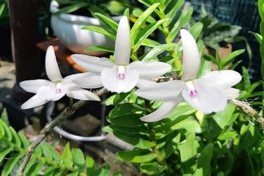 Hà Nội: Lộ diện ổ nhóm lừa bán lan đột biến giả, chiếm đoạt tiền tỷ