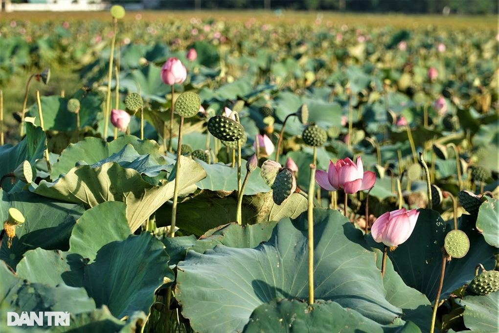 Ngâm mình trong bùn hái đài sen, thu hàng chục triệu đồng - 3 Ngâm mình trong bùn hái đài sen, thu hàng chục triệu đồng - 3